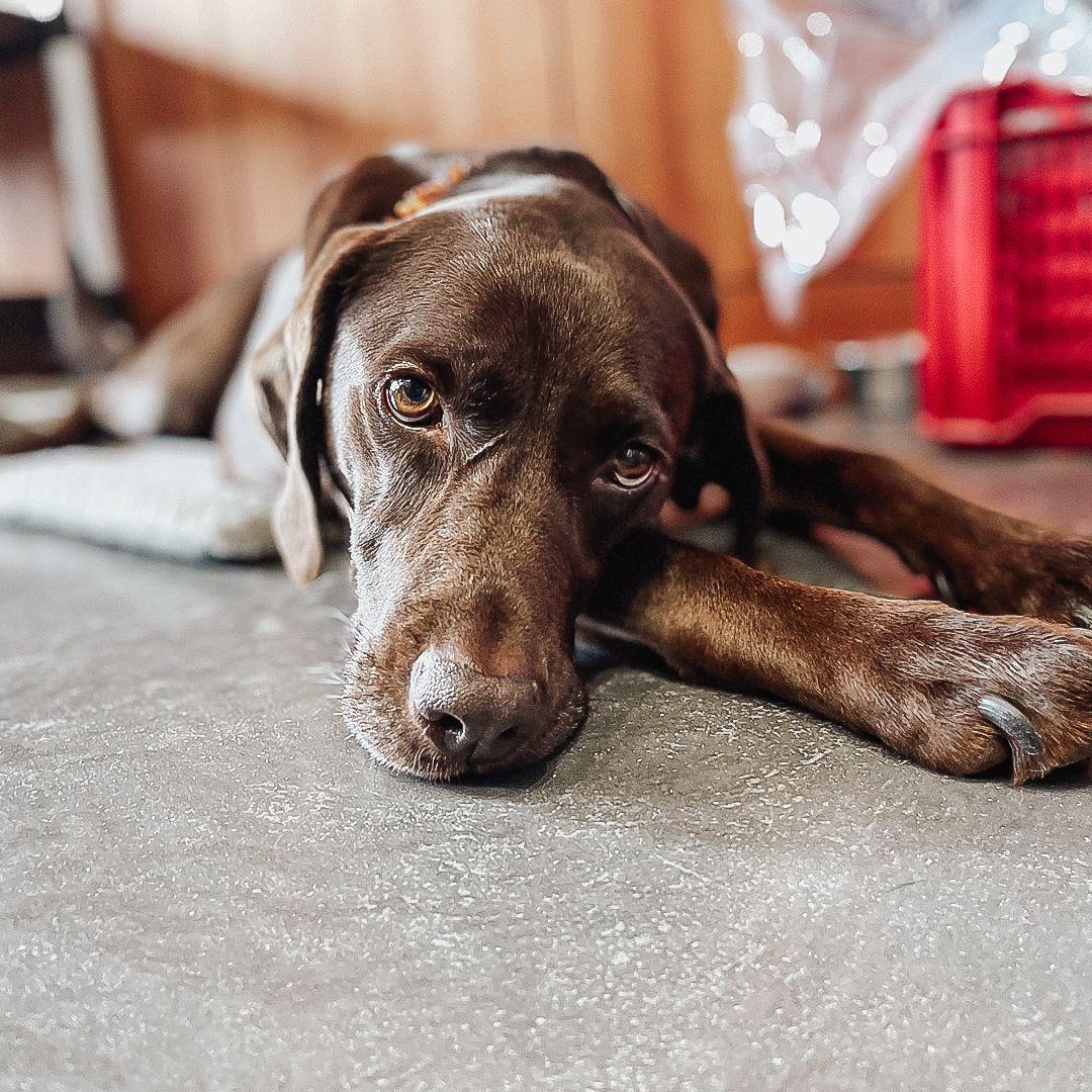 WAS Germany Office Dog Lila