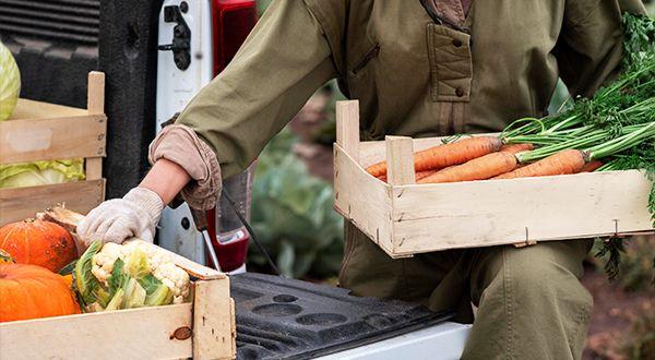 Person entlädt bio Karotten aus einem Lieferwagen